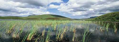 500Px By 180Px Marshland2 500Px By 180Px Marshland2